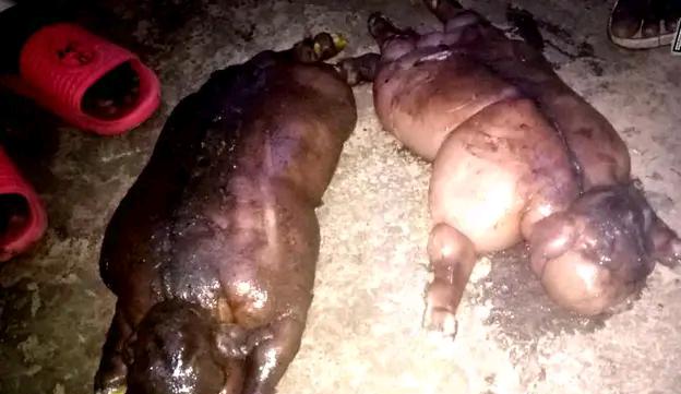 Hoto Alfijir Labarai